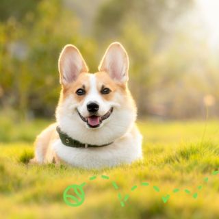 Urobte radosť svojmu 🐶 psíkovi aj sebe! S BOT interaktívnou hračkou na maškrty s 🎾 tenisovou loptičkou si užijete spoločné...